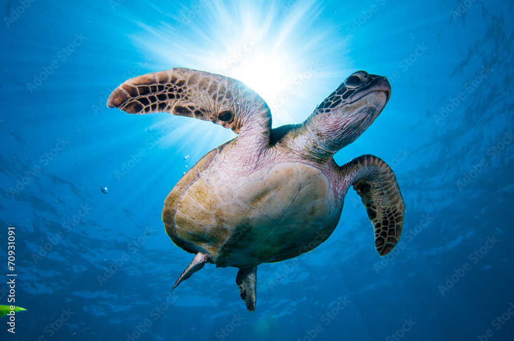 Naklejka premium ウミガメと太陽