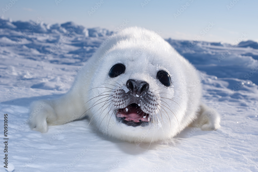 アザラシの赤ちゃん（Seal Pups) - obrazy, fototapety, plakaty 