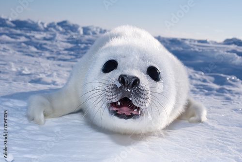 アザラシの赤ちゃん（Seal Pups)