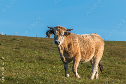 vache au pr  