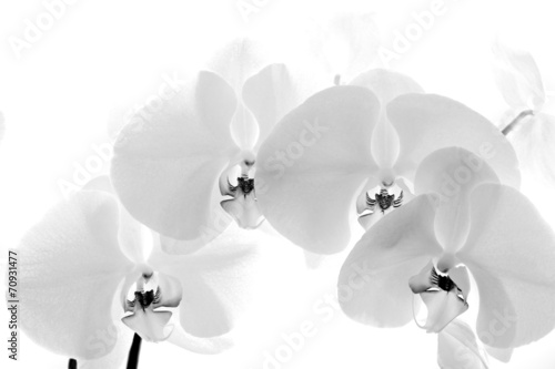 Fototapeta Naklejka Na Ścianę i Meble -  Black  and White orchid isolated on white background