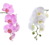 Pink ans white delicate orchid