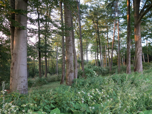 Fototapeta Naklejka Na Ścianę i Meble -  Buchenwald im Sommer