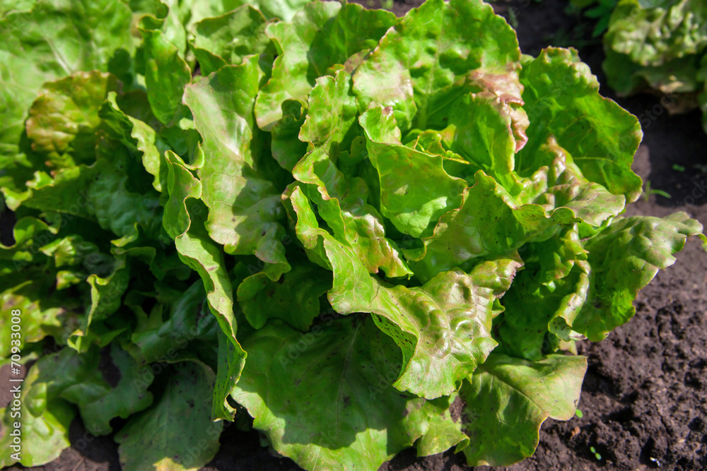 Lettuce in garden Lettuce in garden