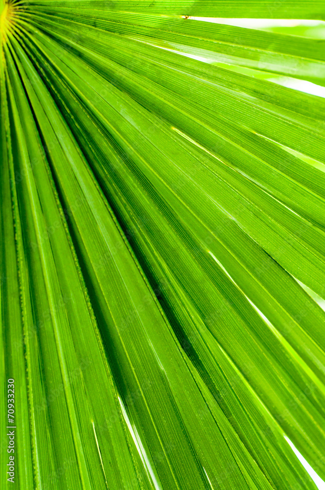Fototapeta premium Palm leaf closeup