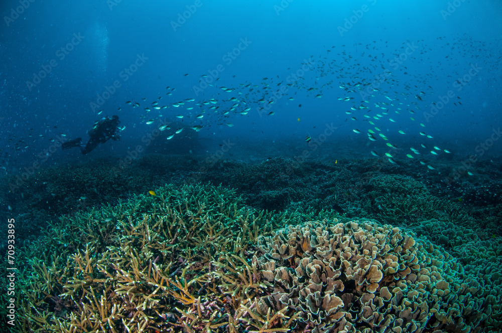 schooling fish in Gili, Lombok, Nusa Tenggara Barat underwater schooling fish in Gili, Lombok, Nusa Tenggara Barat underwater