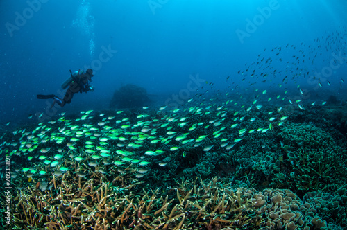 Schooling fish in Gili  Lombok  Nusa Tenggara Barat underwater