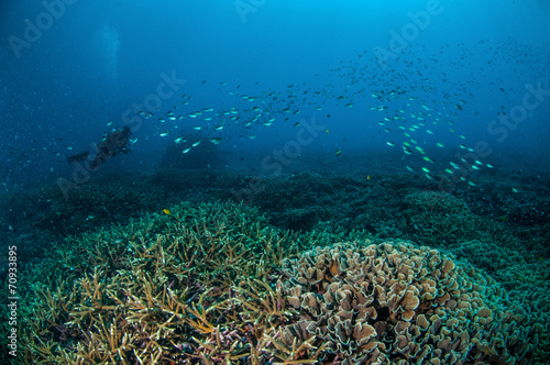Wallpaper Mural schooling fish in Gili, Lombok, Nusa Tenggara Barat underwater Torontodigital.ca