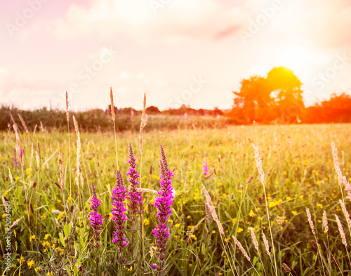 Flowers field