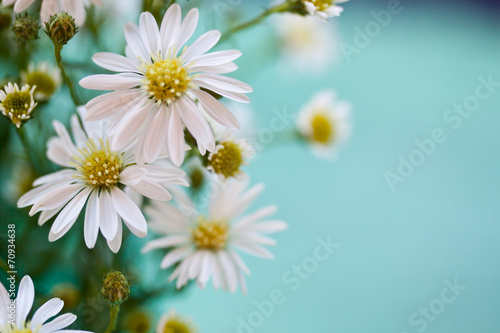 daisies