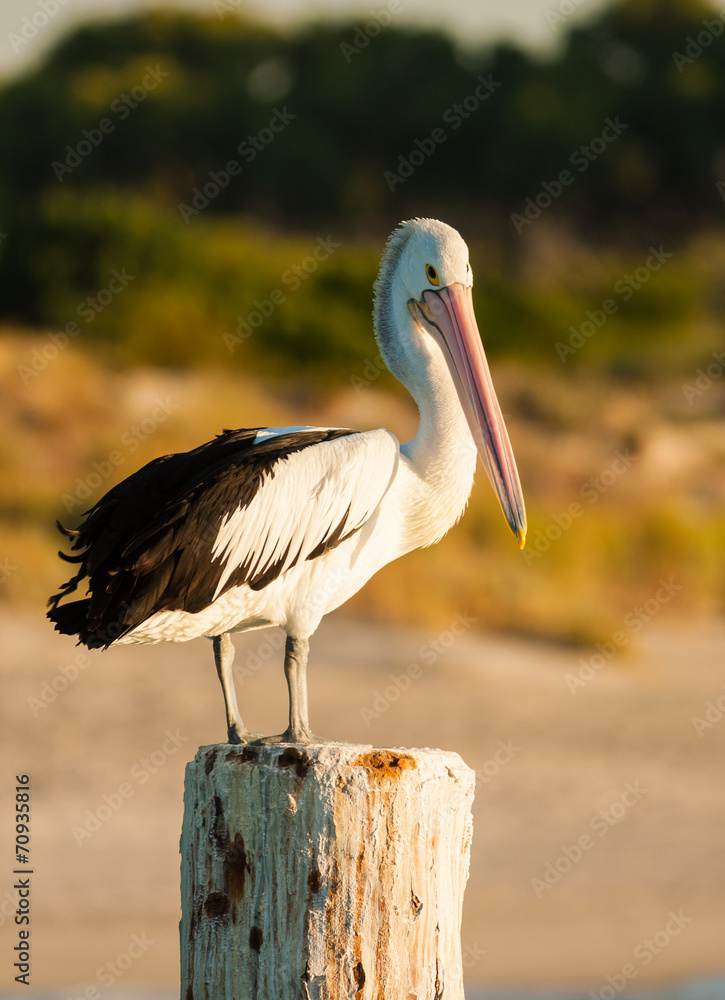 Pelican standing on a post at sunset. Pelican standing on a post at sunset.