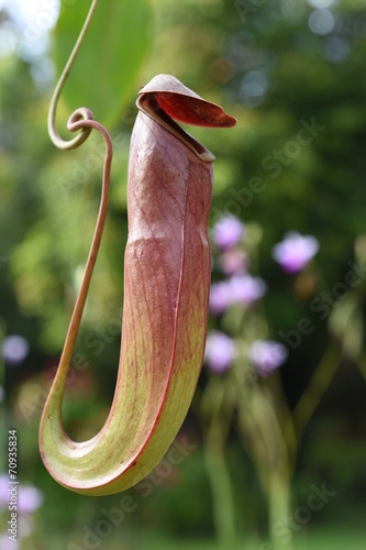 Nepenthes or Monkey Cups photo