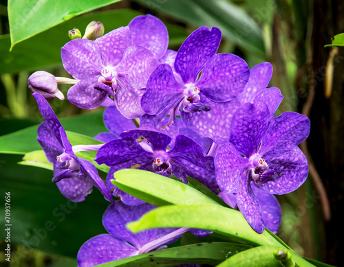 Two-humped dendrobium (Dendrobium bigibbum) photo