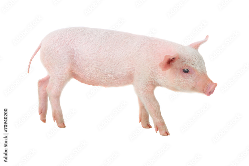 pig pig
