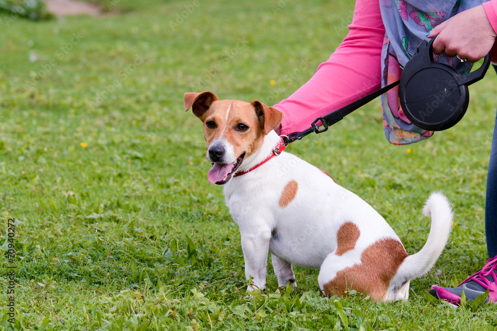 Jack Russell dog being fussed in park