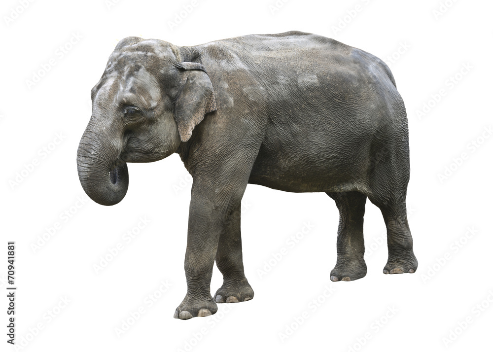 Indian elephant on white background Indian elephant on white background
