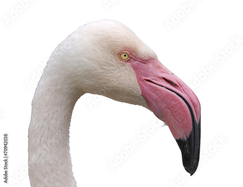 The Flamingo portrait on white background