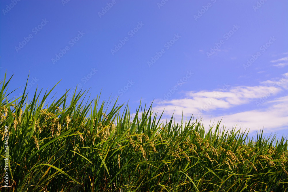 Fototapeta premium 稲穂