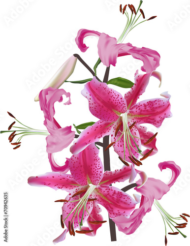 Fototapeta Naklejka Na Ścianę i Meble -  isolated on white lily pink branch