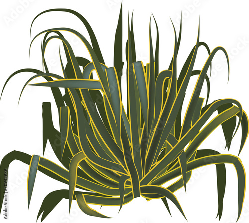 illustration with agave isolated on white