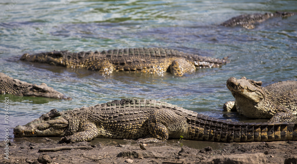 Crocodiles at the crocodile's farm in Guama, Cuba Crocodiles at the crocodile's farm in Guama, Cuba