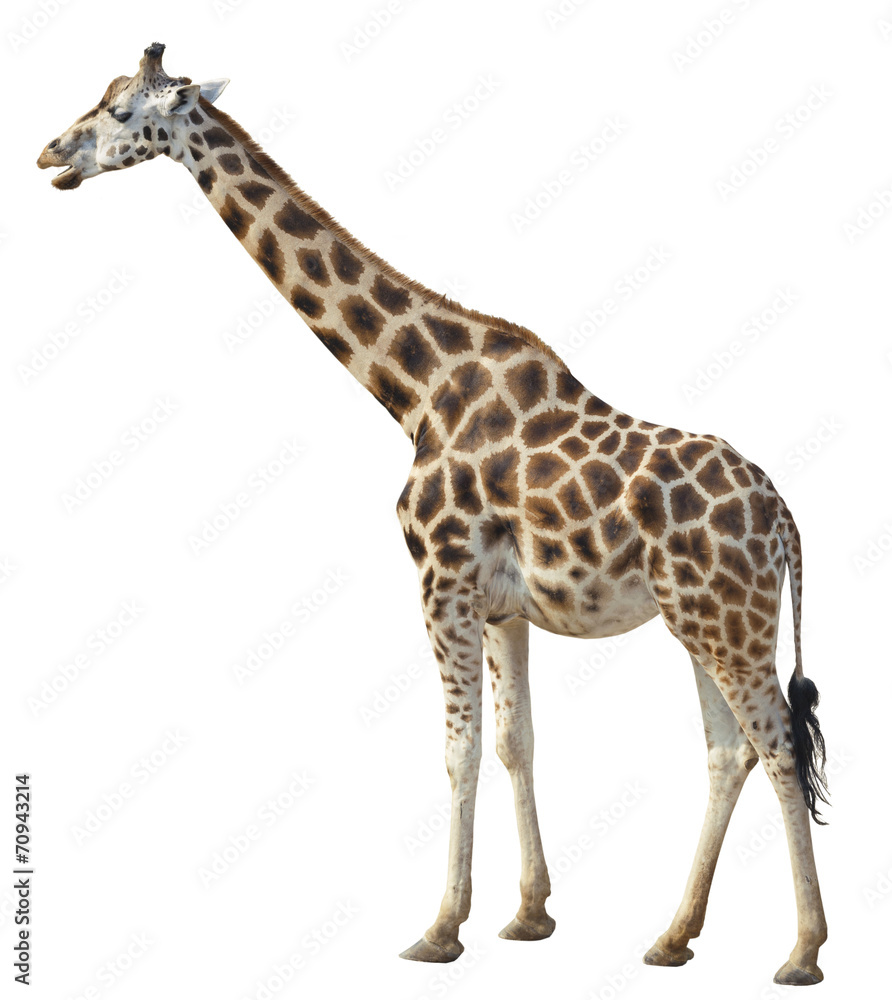 Naklejka premium Giraffe on white background