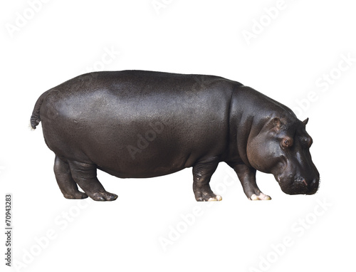 Hippo on a white background photo