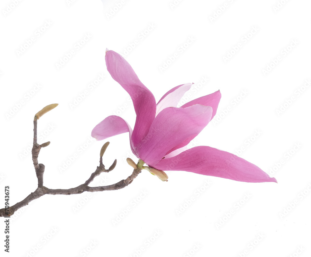 Pink magnolia flowers isolated on white background Pink magnolia flowers isolated on white background