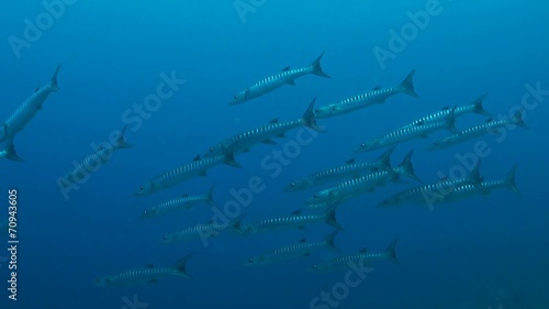 Baracudas swiming in blue water photo