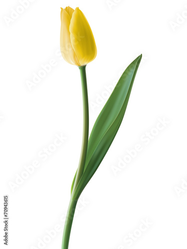 Tulip isolated. Vector illustration
