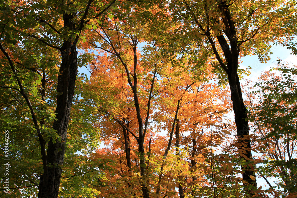 Maple trees in the fall