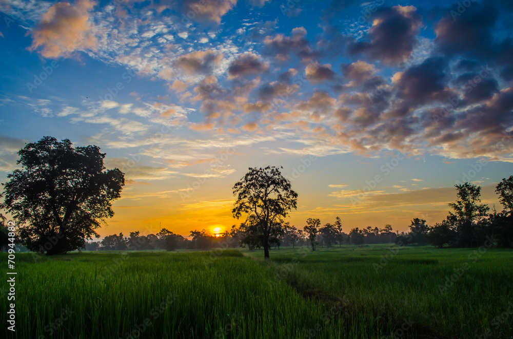 Obraz premium Rice fields in the morning