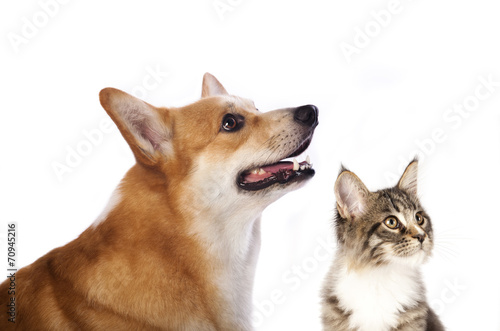 Fototapeta Naklejka Na Ścianę i Meble -  dog and cat is looking up, portrait in profile