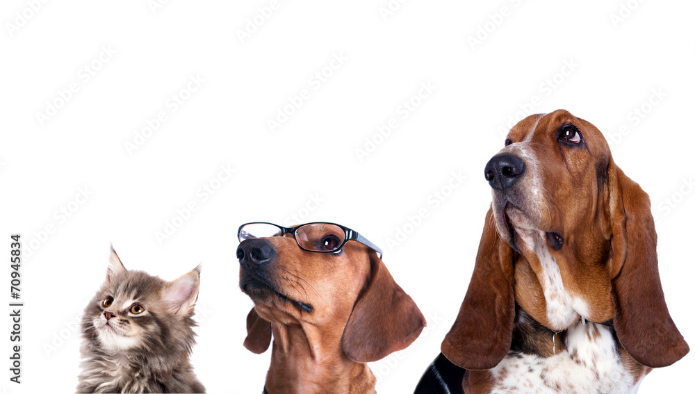 group of dogs and cat look up