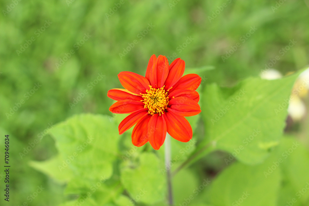 A red daisy flower closeup background. A red daisy flower closeup background.