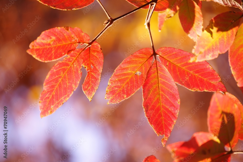 Obraz premium メグスリノキの紅葉