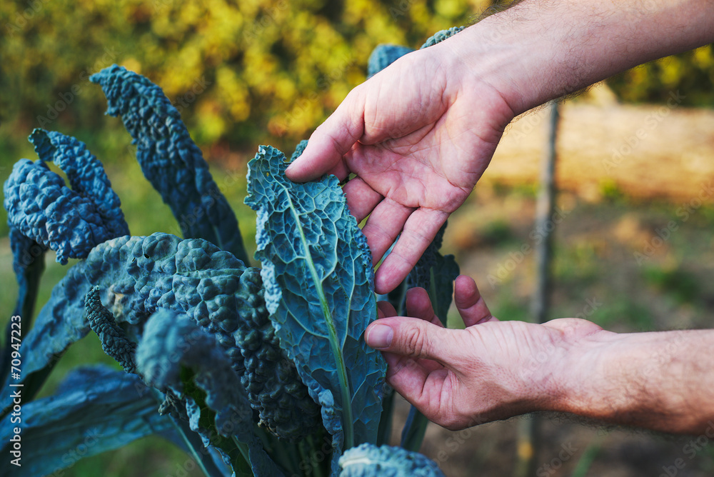 Капуста Кале Купить Семена