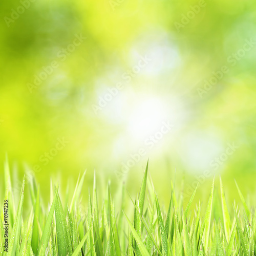 Green grass sunny bokeh
