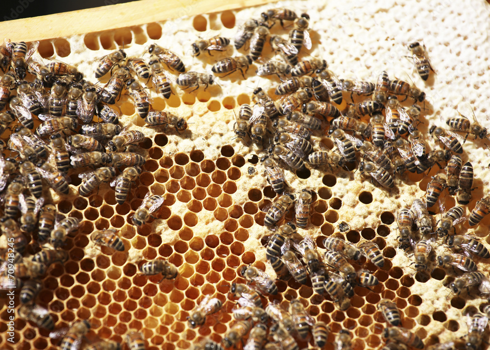 hive on honeycomb hive on honeycomb