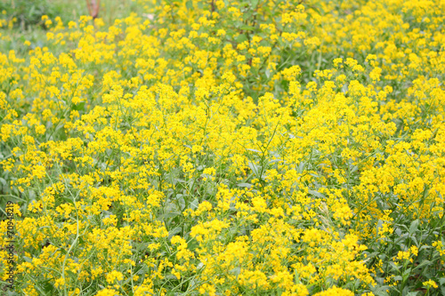 yellow flower © daizuoxin