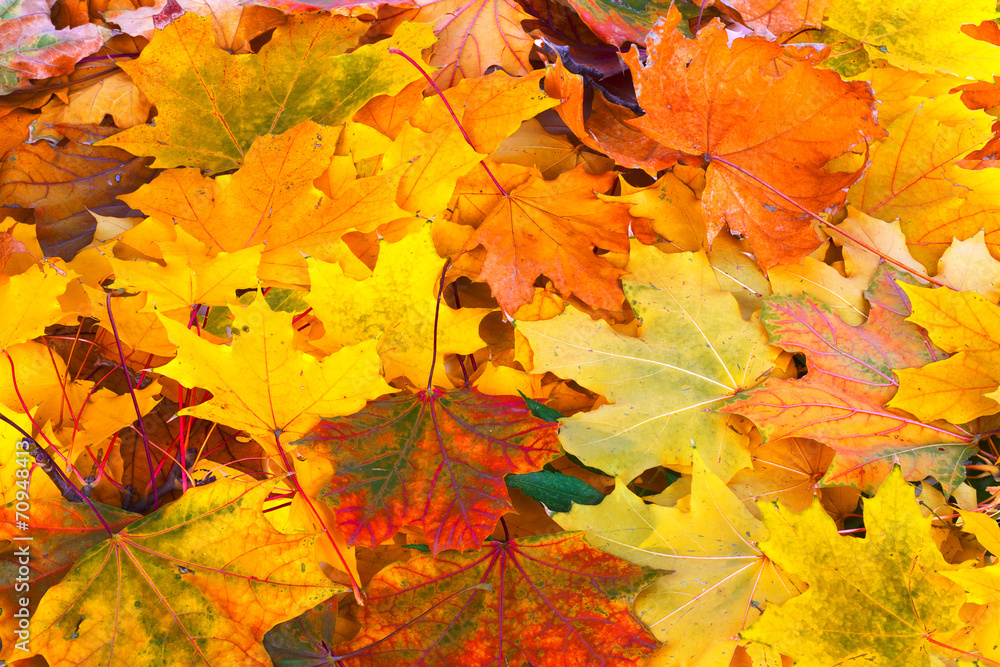 Bright and colorful background of fallen autumn leaves