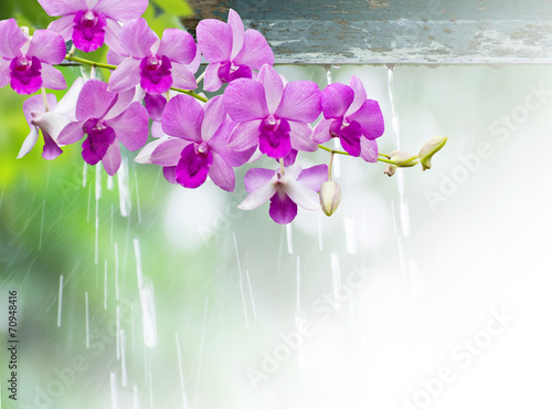 Fototapeta Naklejka Na Ścianę i Meble -  Orchids in rainy day