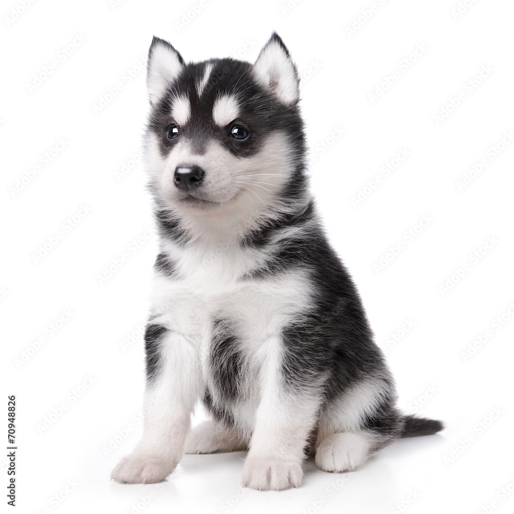 Cute little husky puppy isolated on white background Cute little husky puppy isolated on white background