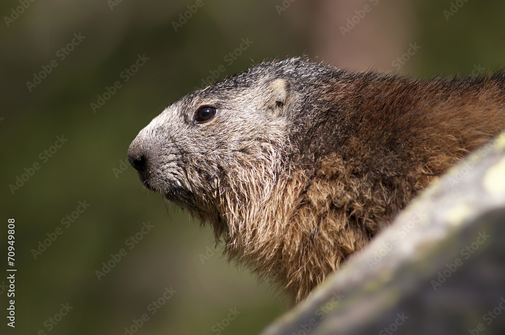 Marmot portrait Marmot portrait