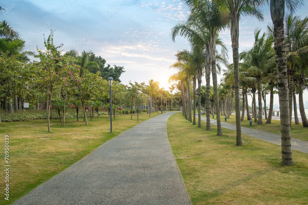 Walkway in a beautiful Park with Palms