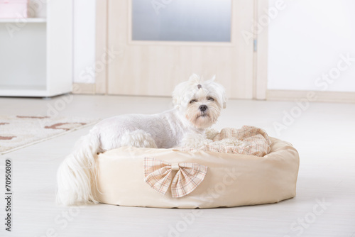 Dog on the dog bed