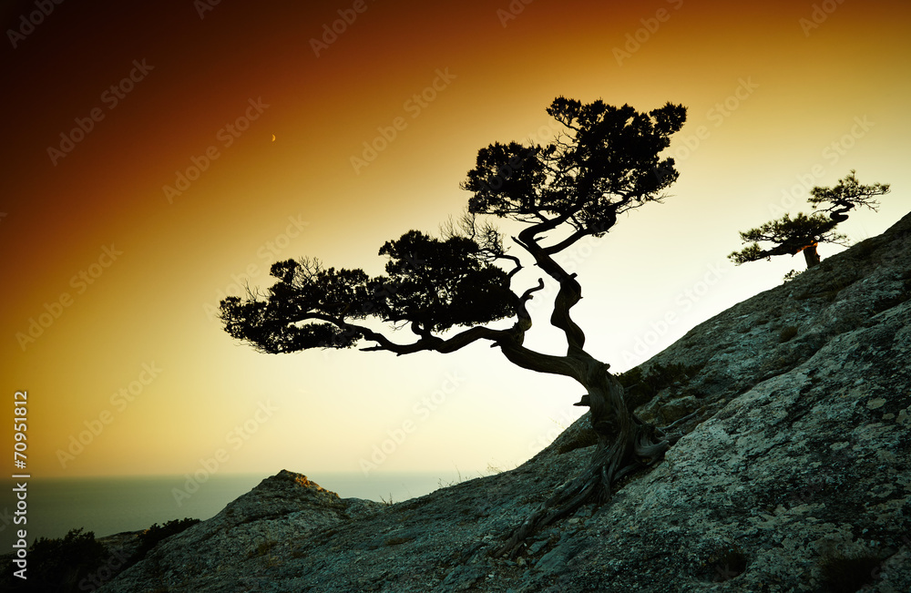 Tree and sea at sunset. Crimea landscape Tree and sea at sunset. Crimea landscape