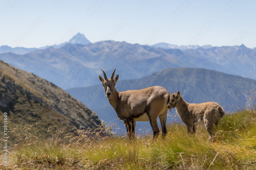 Ibex to the natural park