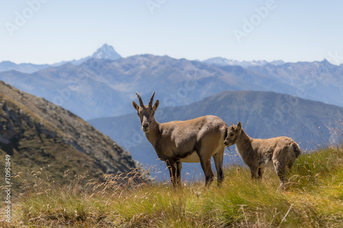 Ibex to the natural park