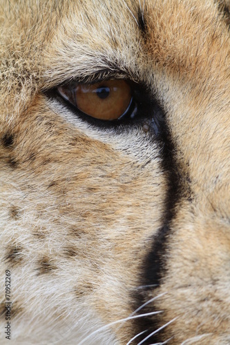 African Cheetah